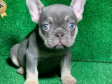 EN SEVİMLİ MAVİ GÖZLÜ FRENCH BULLDOG LİLAK TAN