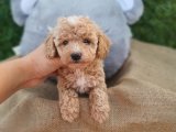 MÜKEMMEL KALİTE TOY POODLE DİŞİ 