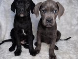 CANE CORSO DEV YAVRULAR DİŞİ VE ERKEK