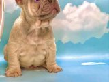 BLUE FAWN MAVİ GÖZLÜ FRENCH BULLDOG YAVRUSU