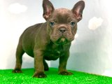 SEVİMLİ FRENCH BULLDOG BLUE YAVRULARIMIZ