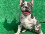 BLUE MERLE FRENCH BULLDOG - FRANSIZ BULLDOG 