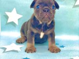 FRENCH BULLDOG BLUE TAN DİŞİ VE ERKEK YAVRULAR