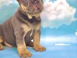 MAVİ GÖZLÜ BLUE TAN FRENCH BULLDOG 