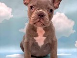 ÇOK NADİR RENK LİLAK DİŞİ VE ERKEK FRENCH BULLDOG 