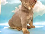 LİLAK TAN MAVİ GÖZLÜ FRENCH BULLDOG ( FRANSIZ BULLDOG )