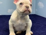 EN GÜZEL FRENCH BULLDOG PLATİN RENK YAVRULAR