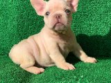 GÖZ KAMAŞTIRAN GÜZELLİKTE PLATİN FRENCH BULLDOG