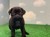 SİYAH PUG MOPS DİŞİ VE ERKEK YAVRULAR