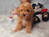 A kalite toy Poodle yavrularım 