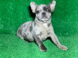 FRENCH BULLDOG BLUE MERLE 2 AYLIK YAVRU