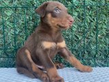 Sert Görünümlü Safkan Doberman Kızıl