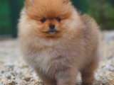 Tedy surat pomeranian boo 