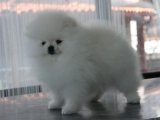 Pomeranian Boo Orjinal Pofuduk