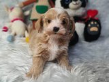 Bebek gibi Maltipoo yavrularım