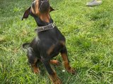 Çiftliğimizden King Doberman Erkek Yavrumuz