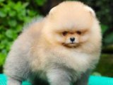 Show Kalite Pomeranian BOO yavrularımız