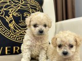 Mağazamızdan Apricot ToyPoodle yavrularımız