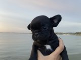 French Bulldog Safkan Gözleri Etrafa Bakarken Ela Size Bakarken Fena