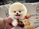 Irk ve sağlık garantili pomeranian boo yavrularımız