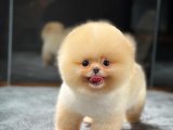 Ayı Surat pomeranian Boo Yavrularımız