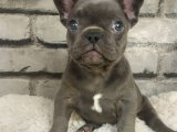 Muhteşem Güzelli̇kte Ve Anatomi̇de French Bulldog Blue Dişi Yavrumuz