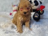 DİŞİ VE ERKEK SAFKAN TOY POODLE BEBEKLER