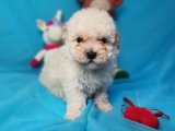 TOY POODLE DİŞİ ÇOK ÖZEL BİR YAVRU 