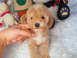 EN GÜZEL RENKLİ DİŞİ TOY POODLE 