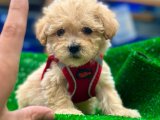 2 aylık erkek orjinal maltipoo yavru