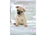 DAHA GÜZELİ YOK ERKEK PUG MOPS 