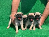 KREM RENK DİŞİ VE ERKEK ORJİNAL PUG MOPS YAVRULAR