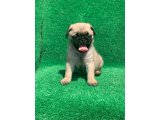 HARİKA GÜZELLİKTE SAFKAN PUG MOPS YAVRULARIMIZ