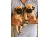 PUG MOPS KÖPEĞİ RIFKI ERKEK VE DİŞİ 