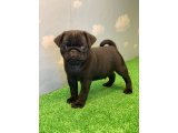 SİYAH RENK PUG MOPS BEBEKLER DİŞİ VE ERKEK