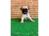 PUG KREM BASIK BURUN GÜL KUYRUK DİŞİ VE ERKEK 