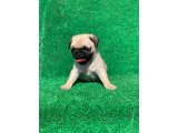 EN TATLI PUG MOPS BEBEKLERİ