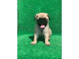 ORJİNAL PUG MOPS