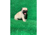 PUG MOPS SAFKAN GÜL KUYRUK SIFIR BURUN 