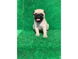 ŞOV KALİTE EN GÜZELİ PUG MOPS DİŞİ VE ERKEK