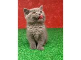 British Shorthair Yavrularımız Yeni Yuvalarını Arıyor