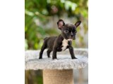 Orjinal Irk French Bulldog