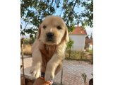 Orjinal ırk Golden Retriever