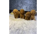 Irk ve sağlık garantili Red Toy Poodle yavrulari