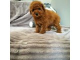 Safkan Garantili Toy Poodle Yavrularimiz