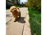 Sağlık Garantili Maltipoo Yavrularimiz