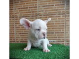 SEVGİ DOLU FRENCH BULLDOG PLATİNYUM ERKEK BEBEKLER