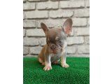 Eşsiz Güzellikte French Bulldog Blue Tan Dişi Yavrumuz