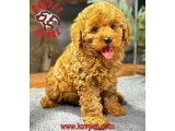 RED BROWN TOY POODLE DİŞİ VE ERKEK YAVRULARIMIZ