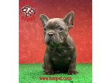 MUHTEŞEM GÜZELLİKTE VE ANATOMİDE BLUE FRENCH BULLDOG DİŞİ YAVRUMUZ